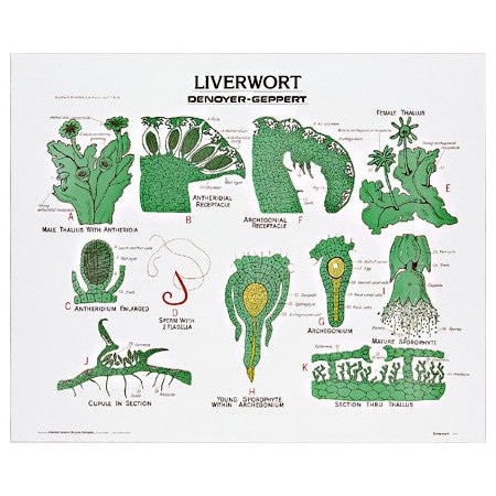 Charts/Posters, Liverwort Chart Mounted